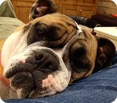 Puggy - Adoptabull.webp