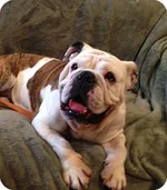 Trixie - Adoptabull.webp
