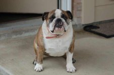 Ms Bella - Lonestar.jpg Ms Bella - Lonestar.jpg