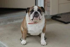 Ms Bella - Lonestar.webp