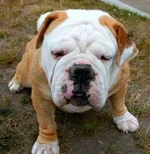 Belle.webp