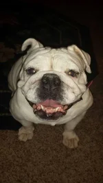 baileyga.webp