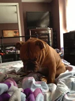 Raven needs a nap.webp