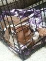 khaleesi first crate nap (94x125).jpg