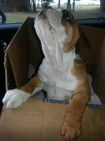 khaleesi ride home.webp