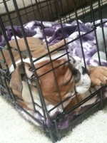 khaleesi first crate nap.webp