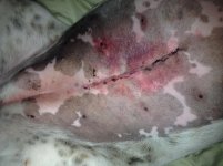 Banks incision 003.jpg Banks incision 003.jpg