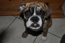 Bailey001.webp