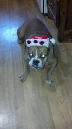 christmasstinkeye.webp