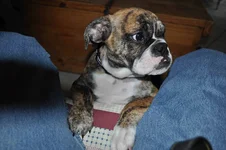Bailey002.webp