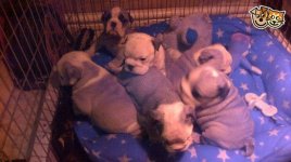 stunning-kc-british-bulldog-puppies-529b9855c9649.jpg