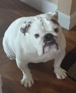 Winston.webp