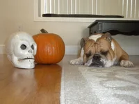 DSCN4547.webp