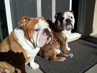 harveytommy4.webp
