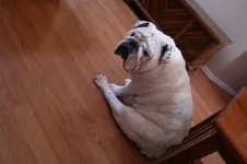 TurkeyLeg.webp