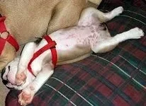 marthadogsfirstday 001.webp