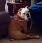 Bonnies Turkey Leg.webp