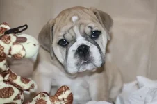 Puppy Right for you.webp