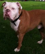 bruiser 2.webp