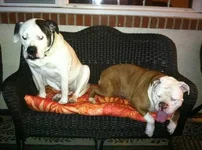 Bruiser.webp