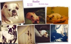 sadie.webp