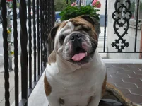 Dukesummer092-3.webp