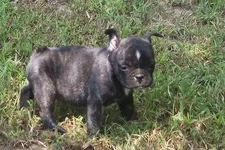 myfrebchie3wks.webp