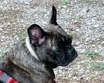 lizzieheadright.webp