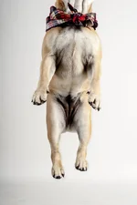 jumpydog.webp