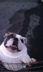Tyson-1.jpg Tyson-1.jpg