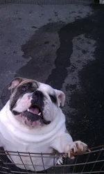Tyson-1.webp