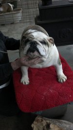 Tyson.jpg Tyson.jpg