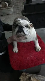 Tyson.webp