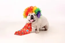 Wilson - Professional Pics #8.webp