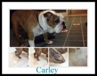 carley ibr.jpg carley ibr.jpg