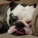 buddy ibr.webp