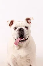 Wilson - Professional Pics #5.webp