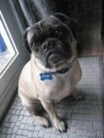toby pug hbr.jpg toby pug hbr.jpg