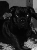 smoke pug x hbr.jpg smoke pug x hbr.jpg