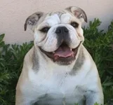 bullysmile.webp