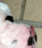 004.webp