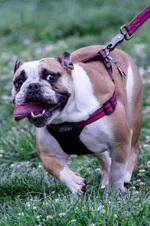 Ellie Mae 1.2.webp