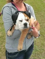 ear muffs2.webp