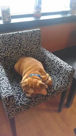 puppy.webp