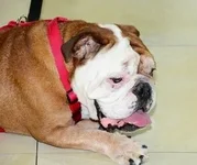 gladstone.webp