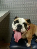 bertha and tongue.webp