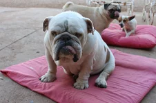 Petra's Pic 022.webp