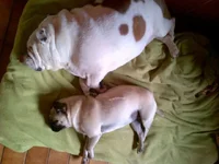 jo an pug.webp