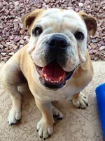 tootssmiles.webp