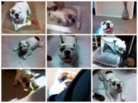 WalterCollage.jpg WalterCollage.jpg